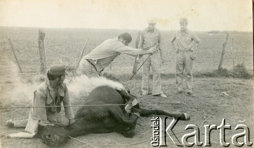 Lata 60., Coronel du Graty, prowincja Chaco, Argentyna.
Znaczenie konia.
Fot. NN, zbiory Wiktorii Błaszczak, reprodukcje cyfrowe w Bibliotece Polskiej im. Ignacego Domeyki w Buenos Aires (Biblioteca Polaca Ignacio Domeyko) i w Ośrodku KARTA w Warszawie.