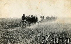 Lata 60., Coronel du Graty, prowincja Chaco, Argentyna.
Orka na polu, na którym później zasiano bawełnę. 
Fot. NN, zbiory Wiktorii Błaszczak, reprodukcje cyfrowe w Bibliotece Polskiej im. Ignacego Domeyki w Buenos Aires (Biblioteca Polaca Ignacio Domeyko) i w Ośrodku KARTA w Warszawie.