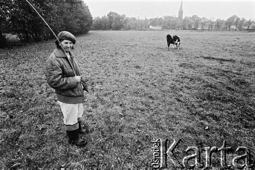 1978, Ostrzeszów, woj. kaliskie, Polska. 
Kobieta pasąca krowę.
Fot. Stanisław Kulawiak, zbiory Ośrodka KARTA.