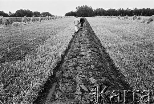 1979, Bobrowniki nad Prosną pow. Ostrzeszów, woj. kaliskie, Polska.
Ojciec Stanisława Kulawiaka pracujący na polu.
Fot. Stanisław Kulawiak, zbiory Ośrodka KARTA.