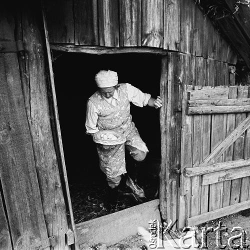 1979, Bobrowniki nad Prosną, pow. Ostrzeszów, woj. kaliskie, Polska.
Teresa Kulawiak - matka Kazimierza Kulawiaka podczas pracy w gospodarstwie.
Fot. Stanisław Kulawiak, zbiory Ośrodka KARTA