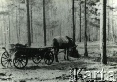 Przed 1939, Polesie, Polska.
Koń z wozem w lesie.
Fot. NN, zbiory Archiwum Historii Mówionej Ośrodka KARTA i Domu Spotkań z Historią, udostępniła Albina Smołko w ramach projektu 