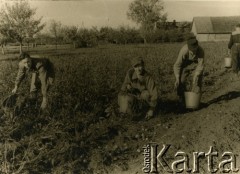 26.09.1948, Ryga, Łotewska SRR, ZSRR.
Piotr Łaptowski (1. z lewej) podczas prac społecznych w klasie maturalnej.
Fot. NN, zbiory Archiwum Historii Mówionej Ośrodka KARTA i Domu Spotkań z Historią, udostępnił Piotr Łastowski w ramach projektu 