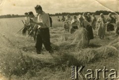 1955, Pieszkowce, Białoruska SRR, ZSRR.
Sianokosy w kołchozie Lenina. Jan Litwinowicz pierwszy z prawej. Ze zbiorów rodzinnych Jana Litwinowicza.
Fot. NN, zbiory Archiwum Historii Mówionej Ośrodka KARTA i Domu Spotkań z Historią, udostępniła Berta Litwinowicz w ramach projektu 