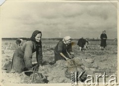 Lata 60., okolice Iwieńca, Białoruska SRR, ZSRR.
Wykopki. 1. z lewej Emilia Achrem (ciotka Jadwigi Achrem).
Fot. NN, zbiory Archiwum Historii Mówionej Ośrodka KARTA i Domu Spotkań z Historią, udostępniła Jadwiga Achrem w ramach projektu 