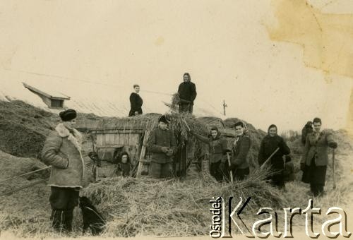 2. połowa lat 40/lata 50., Wasiliszki, Białoruska SRR, ZSRR.
Praca w kołchozie. Anna Szewelińska z d. Kimbar 4. od prawej podaje siano.
Fot. NN, zbiory Archiwum Historii Mówionej Ośrodka KARTA i Domu Spotkań z Historią, udostępniła Anna Szewelińska w ramach projektu 