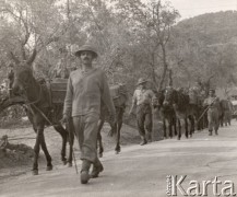 Maj 1944, rejon Monte Cassino, Włochy.
Bitwa pod Monte Cassino. Kolumna mułów - transport amunicji i prowiantu dla żołnierzy walczących w górach.
Fot. NN, zbiory Instytutu Józefa Piłsudskiego w Londynie.
