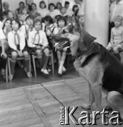 Maj 1967, Warszawa, Polska
Dom Kultury Radzieckiej - dzieci podczas spotkania z Włodzimierzem Pressem (Grigorijem z serialu 