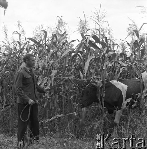 Sierpień 1959, Teresin k/ Warszawy, Polska.
Kukurydza z radzieckich nasion na polach Rolniczej Spółdzielni Produkcyjnej - mężczyzna wyprowadza z pola krowę, która weszła w szkodę.
Fot. Romuald Broniarek/KARTA