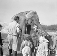 Kwiecień 1959, Warszawa, Polska. 
Dorośli i dzieci oglądający słonia w ZOO.
Fot. Romuald Broniarek, zbiory Ośrodka KARTA
