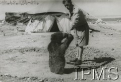 Październik 1942, prawdopodobnie Irak.
Niedźwiedź Wojtek, maskotka żołnierzy 22 Kompanii Zaopatrywania Artylerii. 
Fot. NN, Instytut Polski i Muzeum im. gen. Sikorskiego