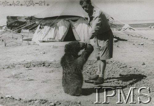 Październik 1942, prawdopodobnie Irak.
Niedźwiedź Wojtek, maskotka żołnierzy 22 Kompanii Zaopatrywania Artylerii. 
Fot. NN, Instytut Polski i Muzeum im. gen. Sikorskiego