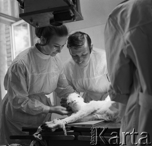 1963, Olsztyn, Polska.
Studenci Wydziału Zootechnicznego Wyższej Szkoły Rolniczej podczas zajęć w laboratorium weterynaryjnym.
Fot. Irena Jarosińska, zbiory Ośrodka KARTA