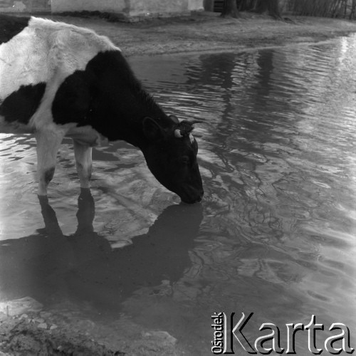 Lata 50. lub 60., okolice Krakowa, Polska.
Wieś. Krowa pije wodę ze stawu.
Fot. Irena Jarosińska, zbiory Ośrodka KARTA