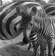 1976, Warszawa, Polska.
Ogród Zoologiczny. Młoda zebra.
Fot. Irena Jarosińska, zbiory Ośrodka KARTA