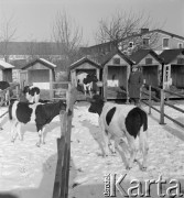 lata 50-te, Stara Wieś, Polska
Zimny wychów cieląt
 Fot. Irena Jarosińska, zbiory Ośrodka KARTA