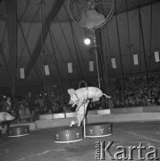 15.10.1963, Warszawa, Polska.
Tresura świń w radzieckim cyrku.
Fot. Jarosław Tarań, zbiory Ośrodka KARTA [63-165]

