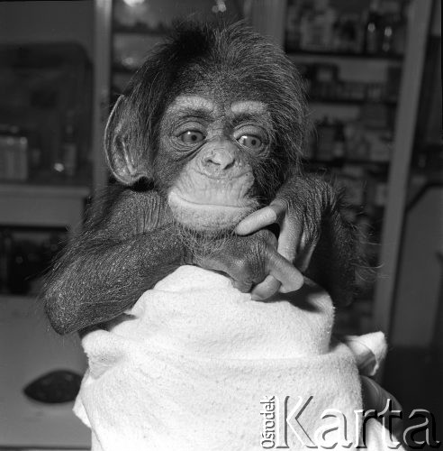 Październik 1967, Warszawa, Polska.
Kilkudniowa małpka urodzona w warszawskim ZOO.
Fot. Jarosław Tarań, zbiory Ośrodka KARTA [67-6]
 
